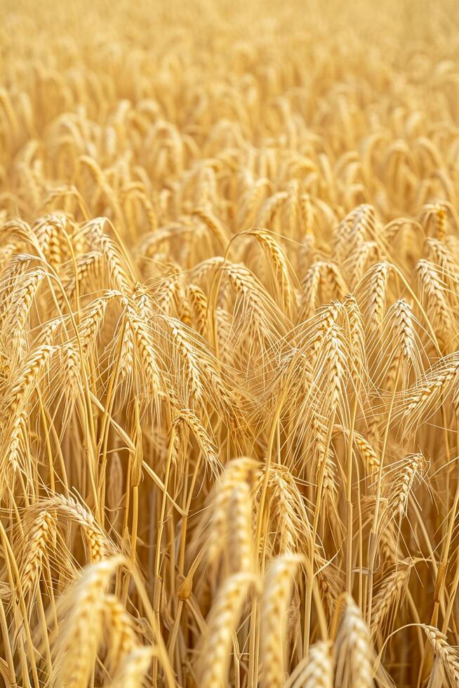 AI generated Photo golden field wheat indicating it is ripe and ready for harvest. Individual wheat stalks and grains are visible, showing detail and texture. Ai Generated