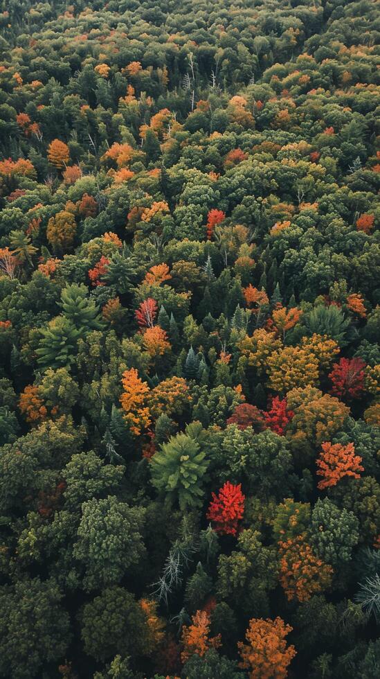 ai generado imagen capturas denso bosque desde un aéreo o elevado perspectiva. mezcla de hojas perennes y caduco arboles densamente poblar el bosque ai generado foto