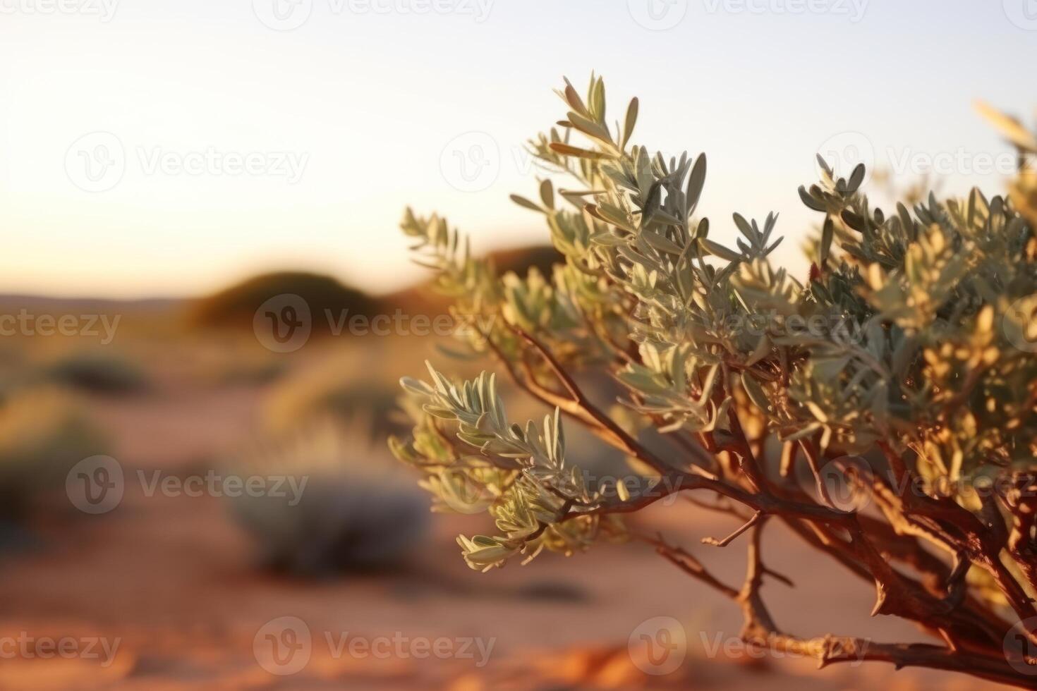 AI generated Shrub plant in Kgalagadi transfrontier park South Africa photo