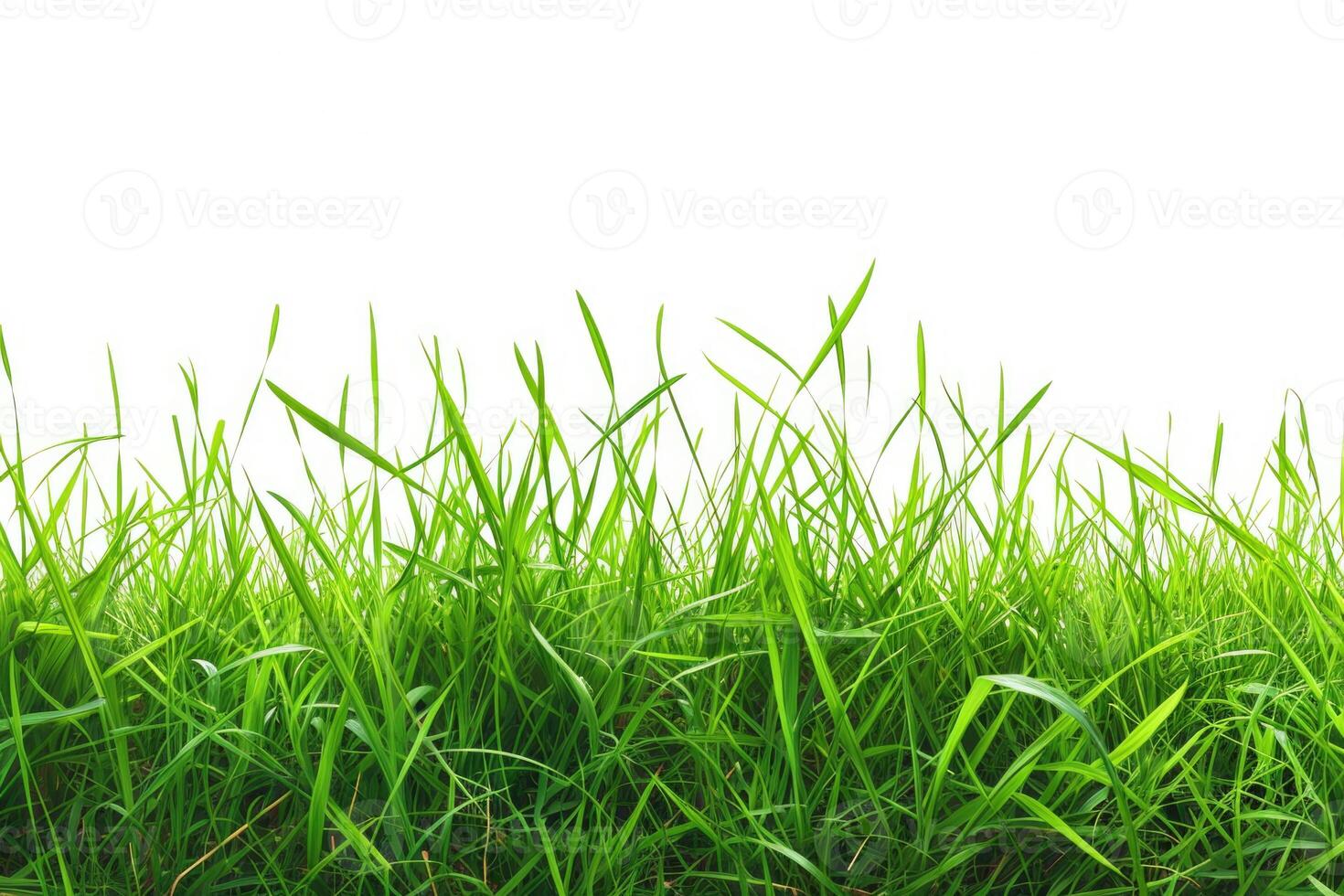 AI generated Isolated green grass on a white background photo