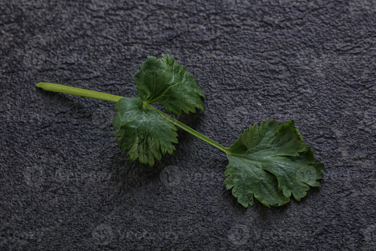 Raw green aroma cilantro leaves photo