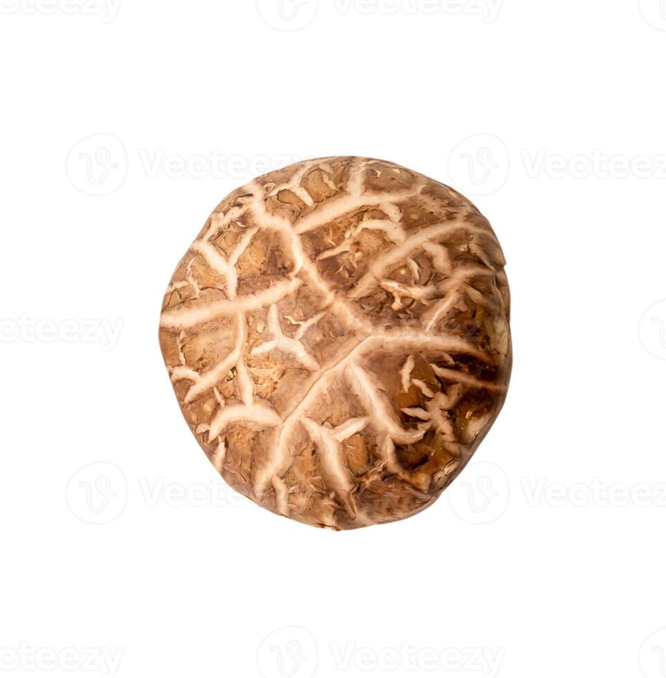 Top view of fresh or dry shiitake mushroom isolated  on white background with clipping path photo