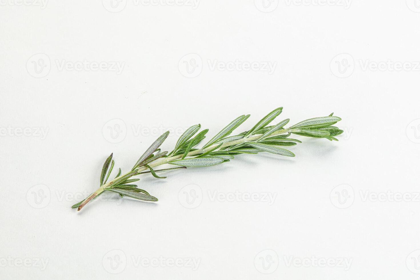 Rosemary branch - organic spicy herb photo