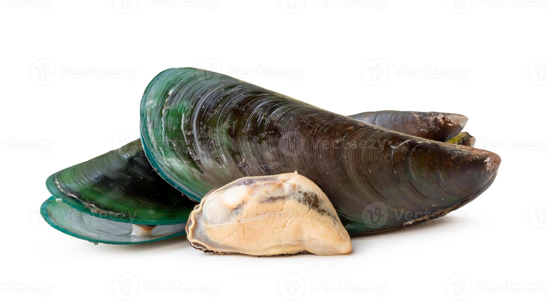 Steamed or cooked food of fresh beautiful green mussels in stack isolated on white background with clipping path photo