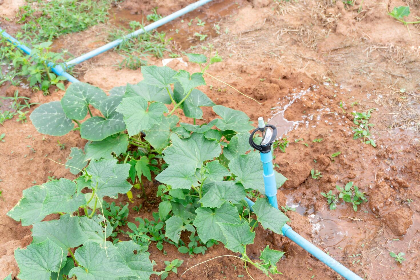 aspersor conjunto instalado en plantación a proporcionar agua a joven verde planta de calabaza en interior del país, concepto de agrícola agua sistema tecnologia o agua administración tecnologia foto