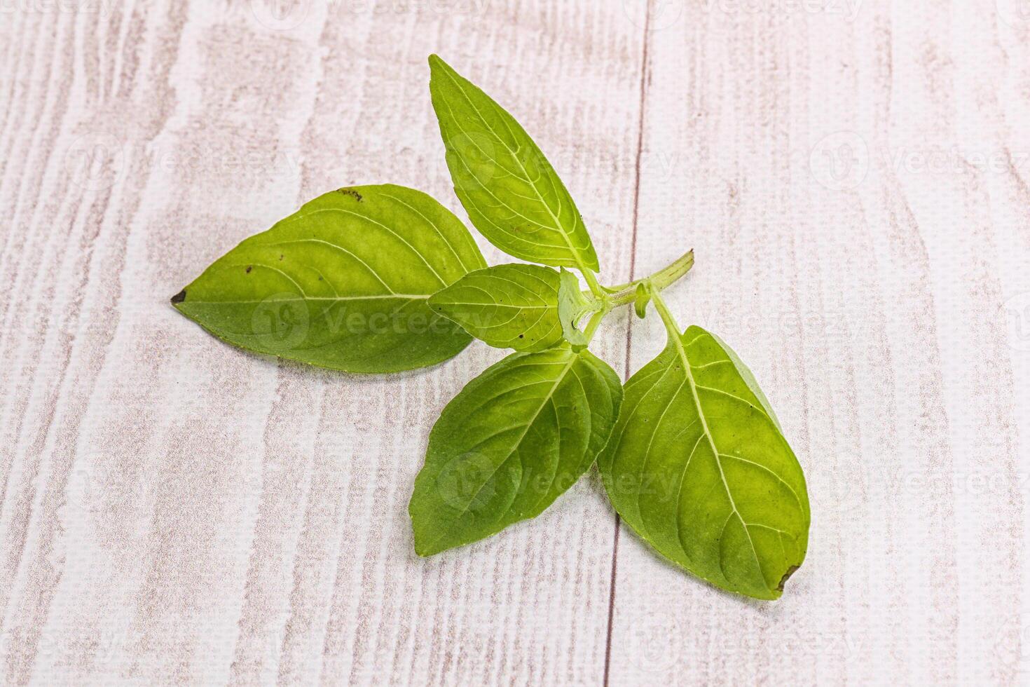 Raw green basil leaves seasoning photo