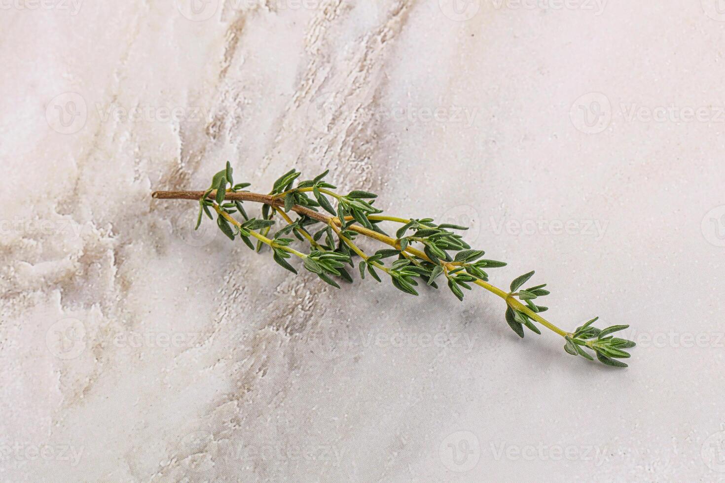 Aroma seasoning thyme stem with leaves photo