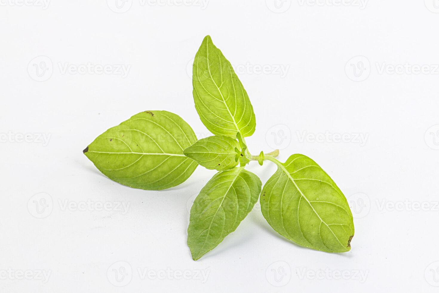 Raw green basil leaves seasoning photo