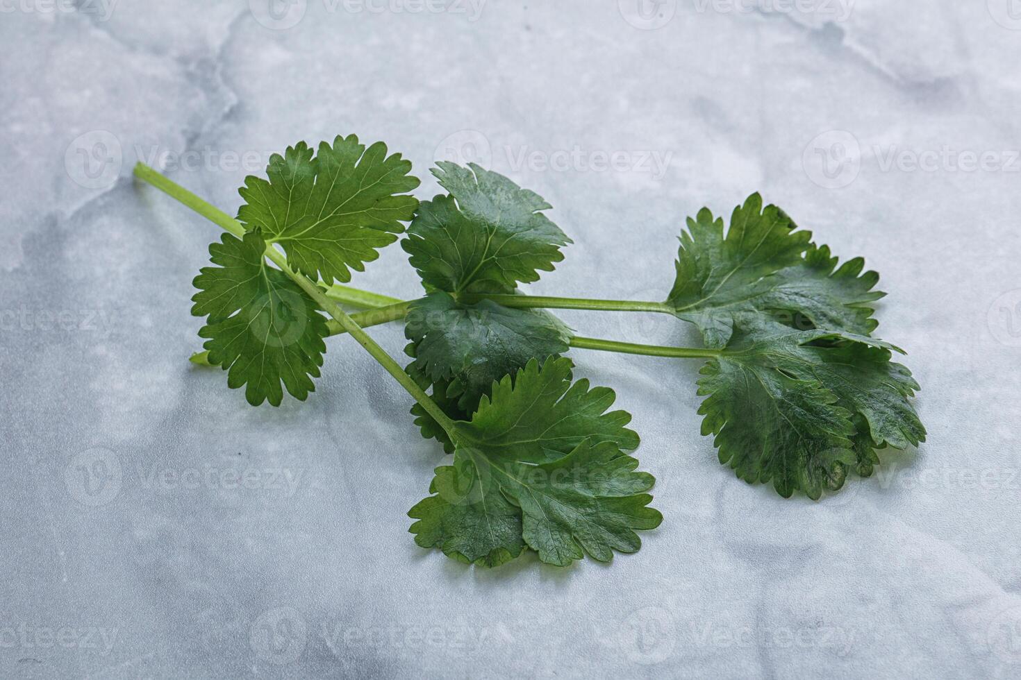 Raw green aroma cilantro leaves photo