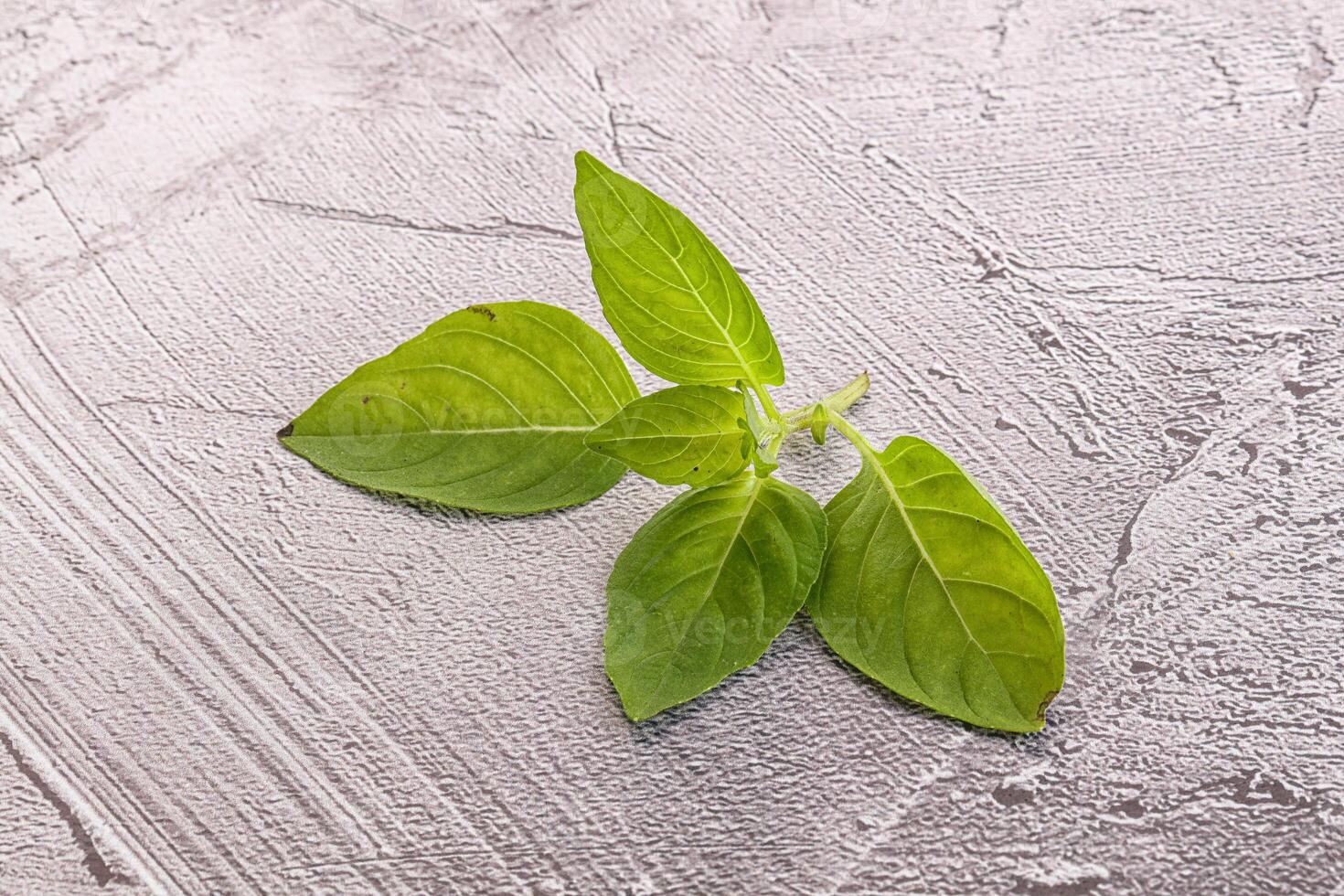 Raw green basil leaves seasoning photo