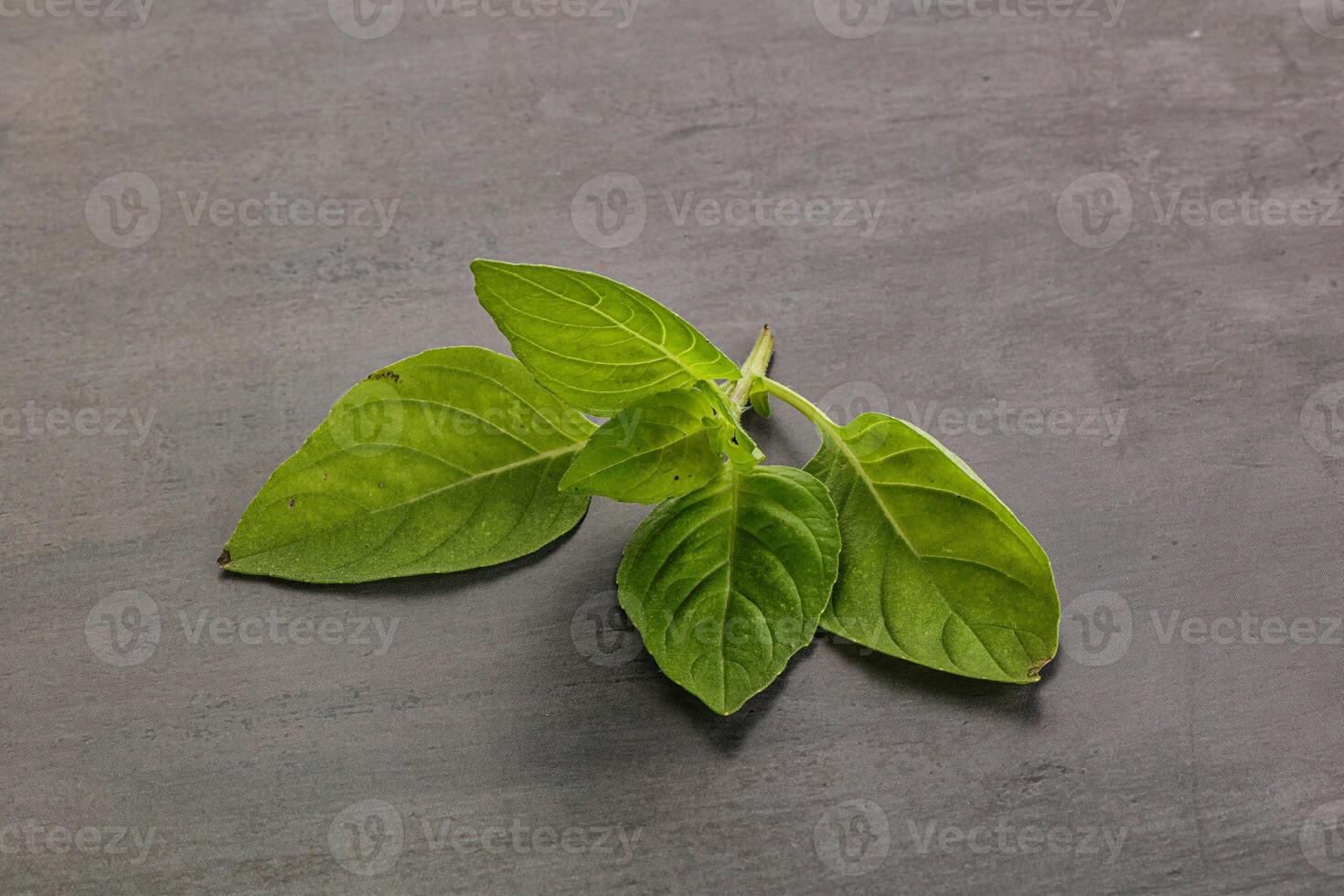 Raw green basil leaves seasoning photo