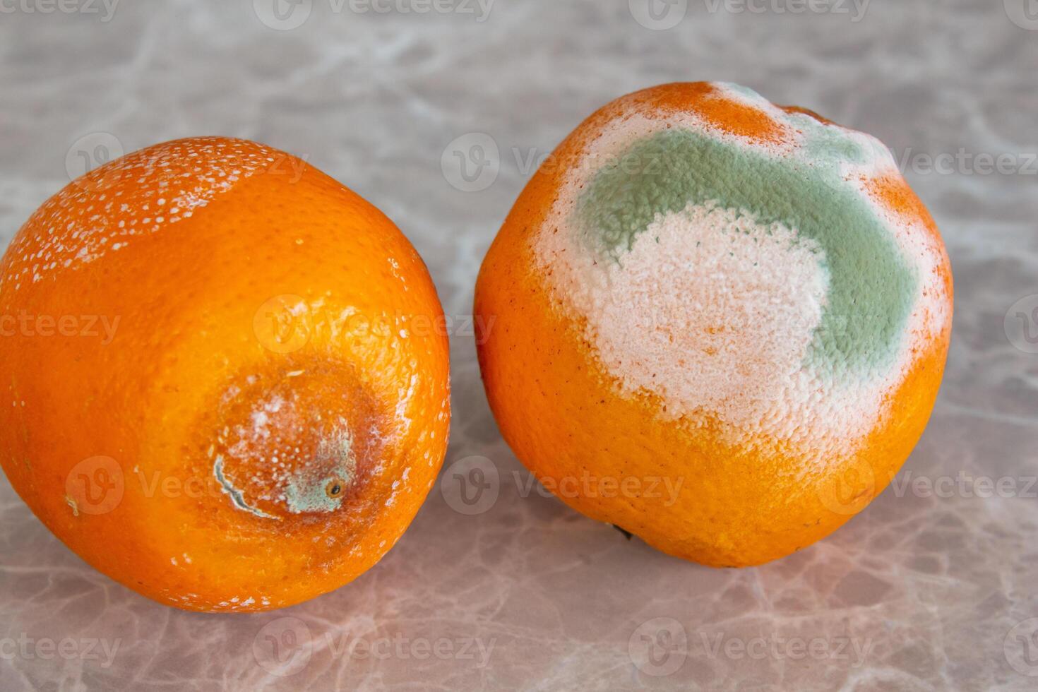 Moldy orange fruit on table. Mildew covered food. Concept of wasting food. photo