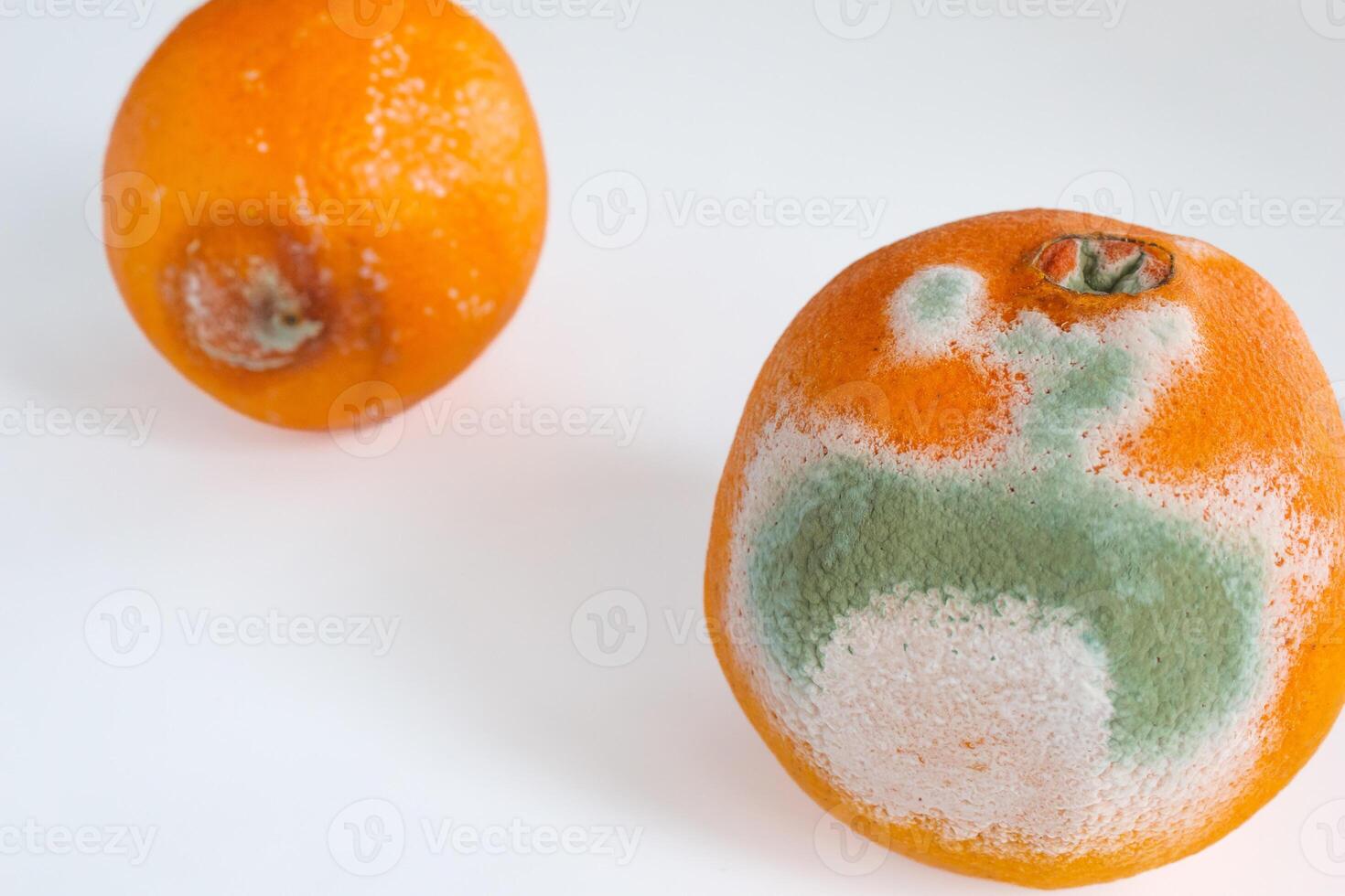 Moldy orange fruit isolated on white background. Mildew covered food. photo