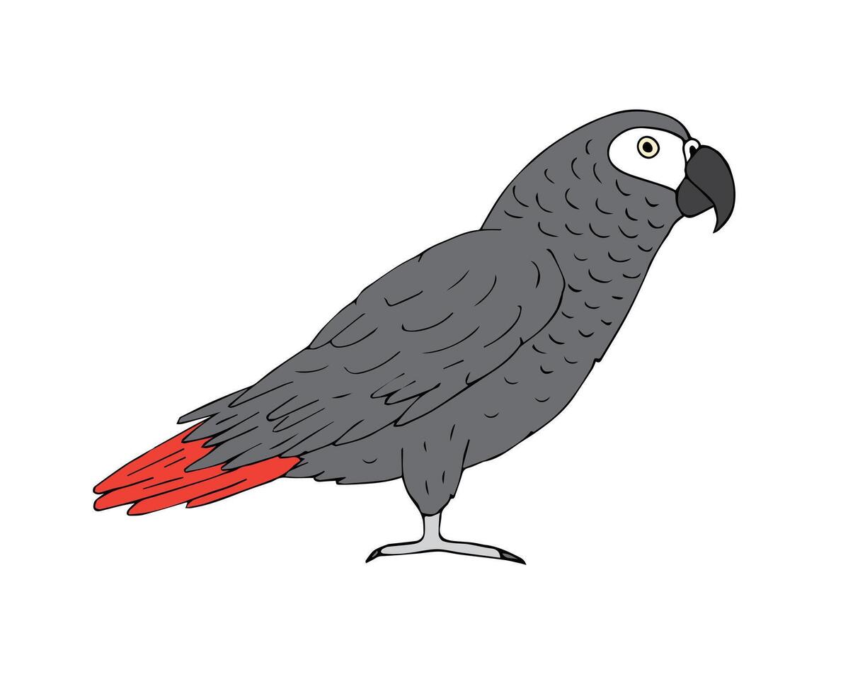 Vector hand drawn doodle gray African parrot 37990289 Vector Art at