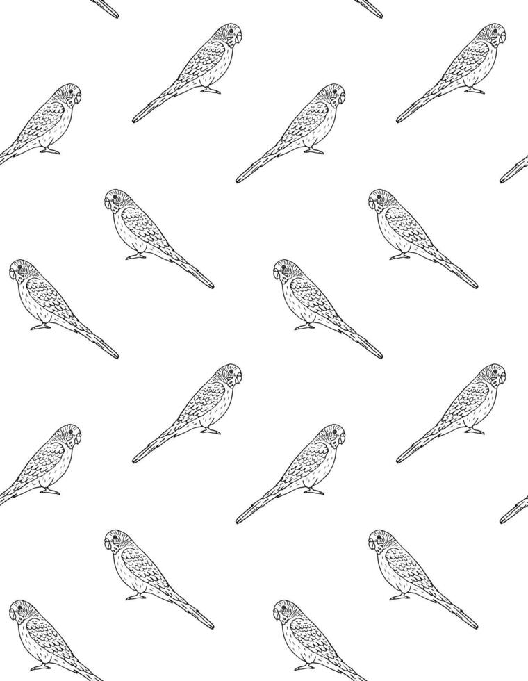 Vector seamless pattern of hand drawn budgie