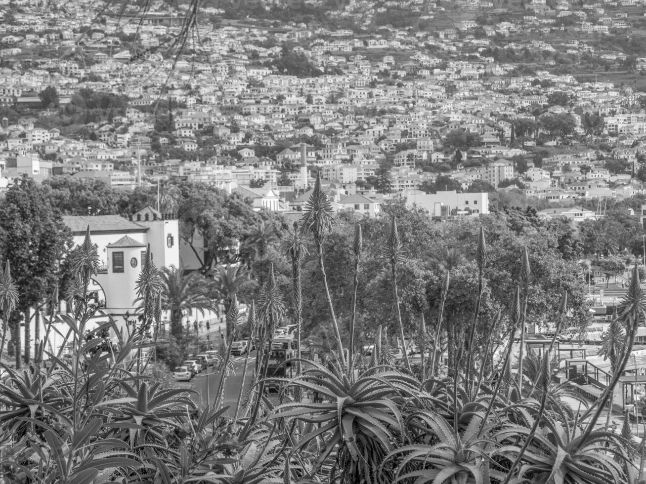 the island of Madeira photo