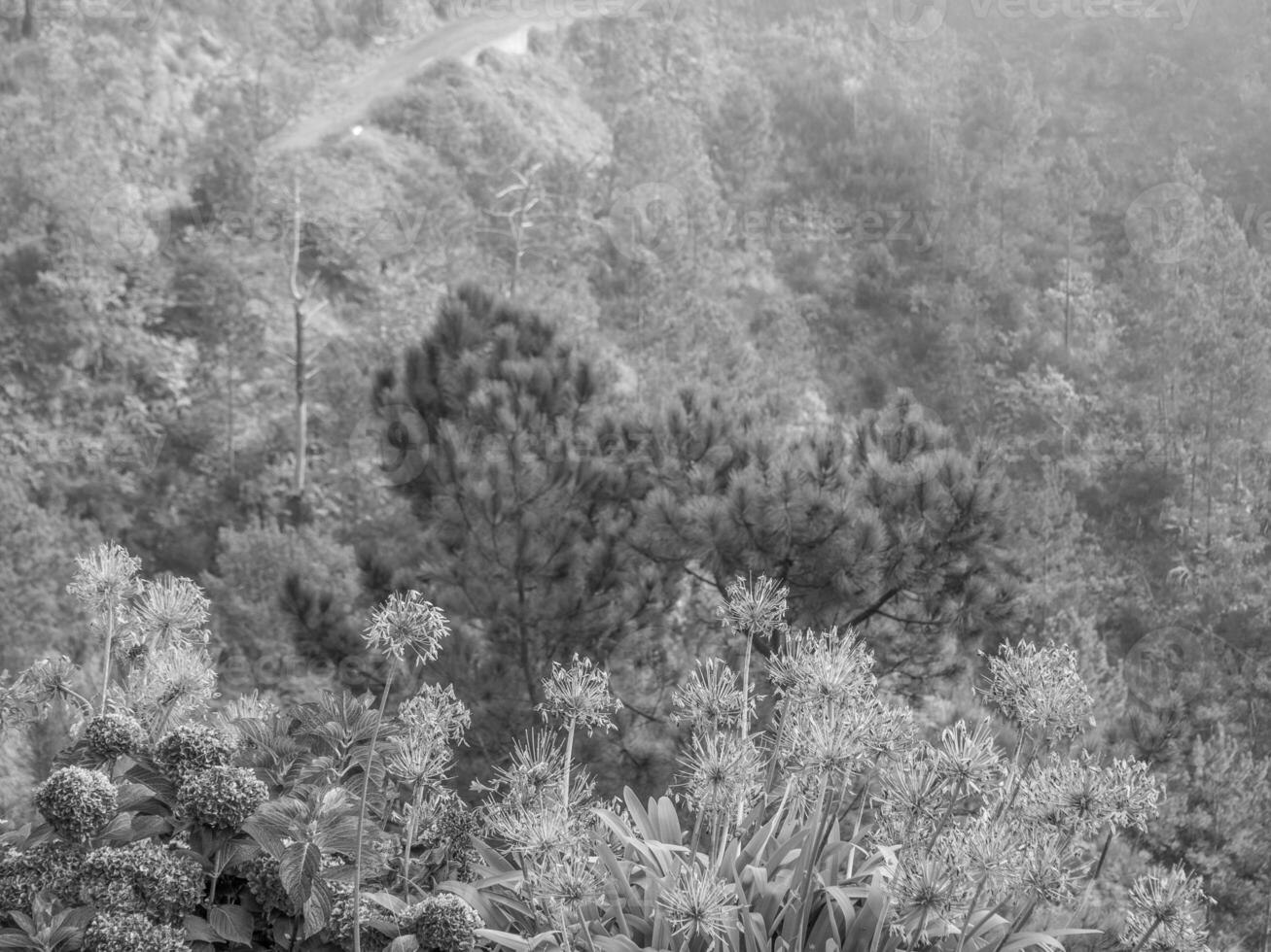 the island of Madeira photo