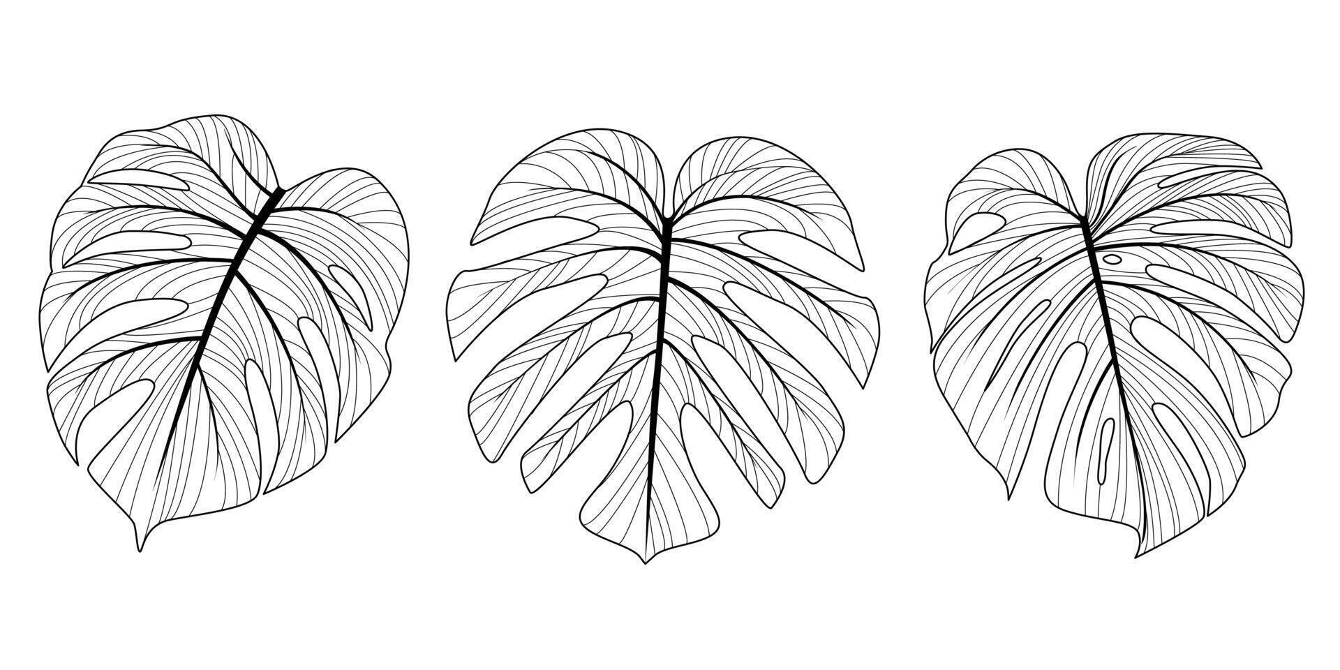 Set of vector doodles of monstera leaves.