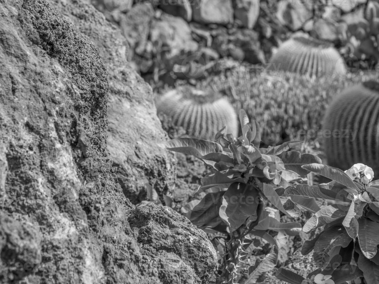 the island of Lanzarote photo