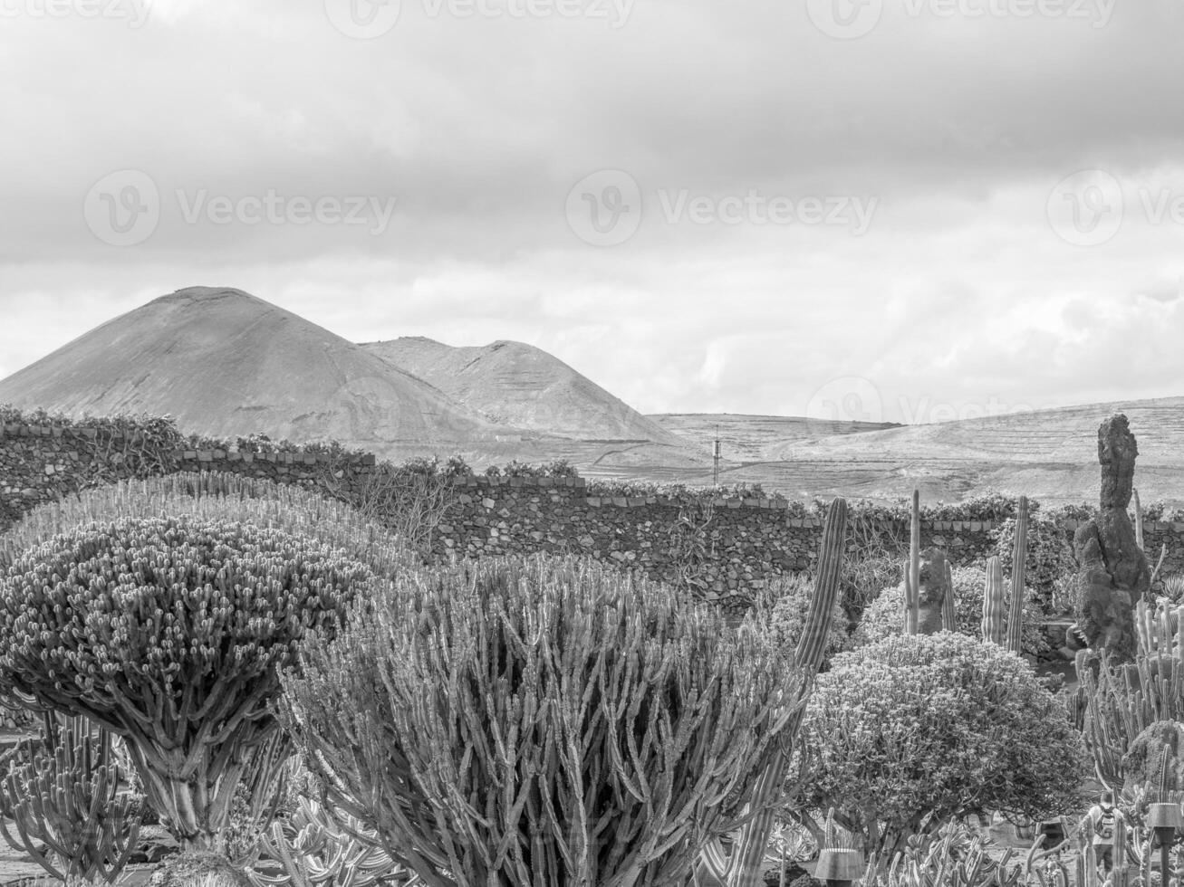 the island of Lanzarote photo