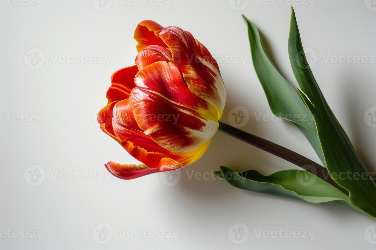 AI generated White background with single stem tulip. photo