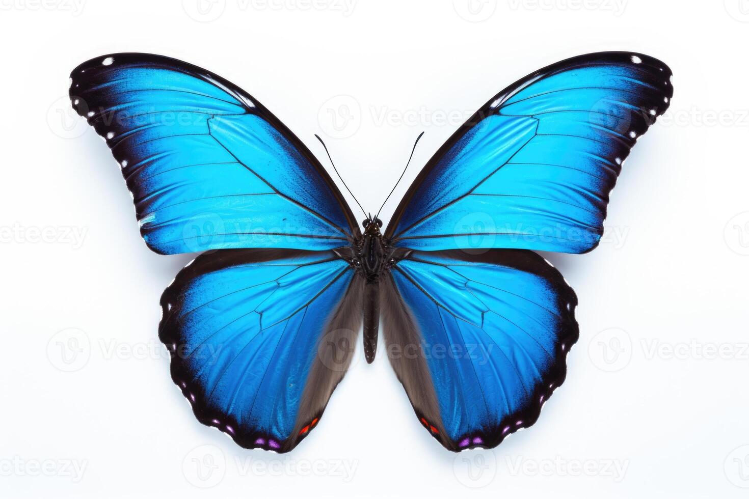 AI generated Blue monarch butterfly isolated on white background photo