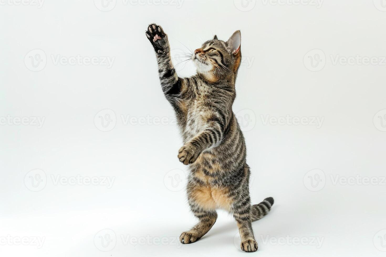 AI generated Studio portrait of tabby cat standing on back two legs with paws up against a white backdrop photo