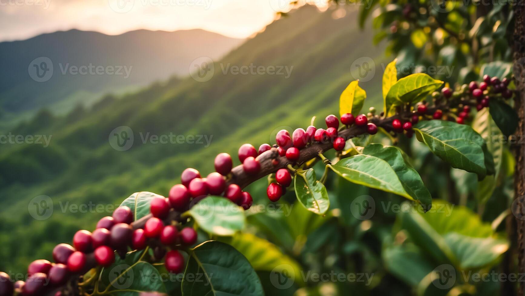 AI generated Coffee ripening on a plantation photo