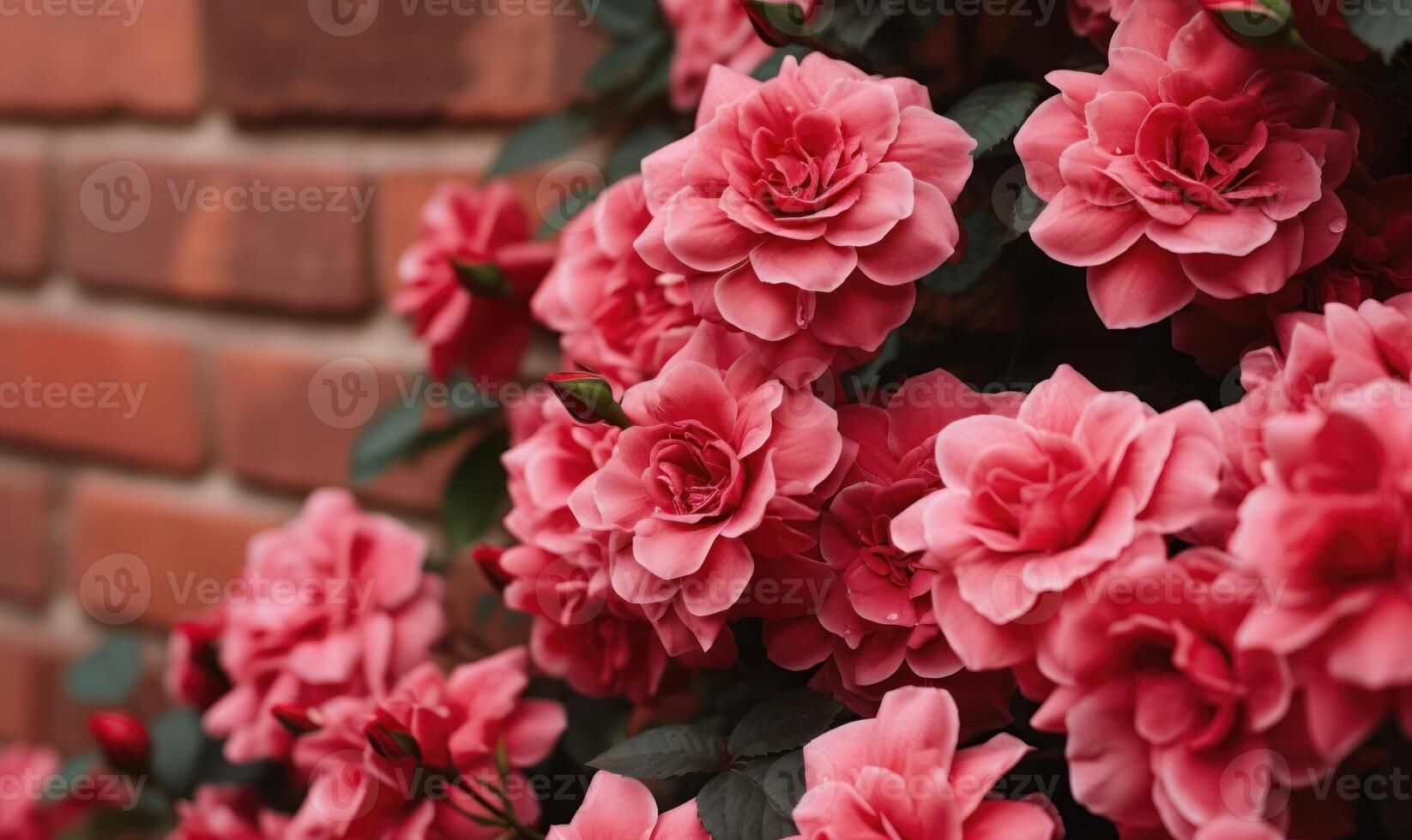 AI generated Beautiful blooming roses on brick wall background, closeup view photo