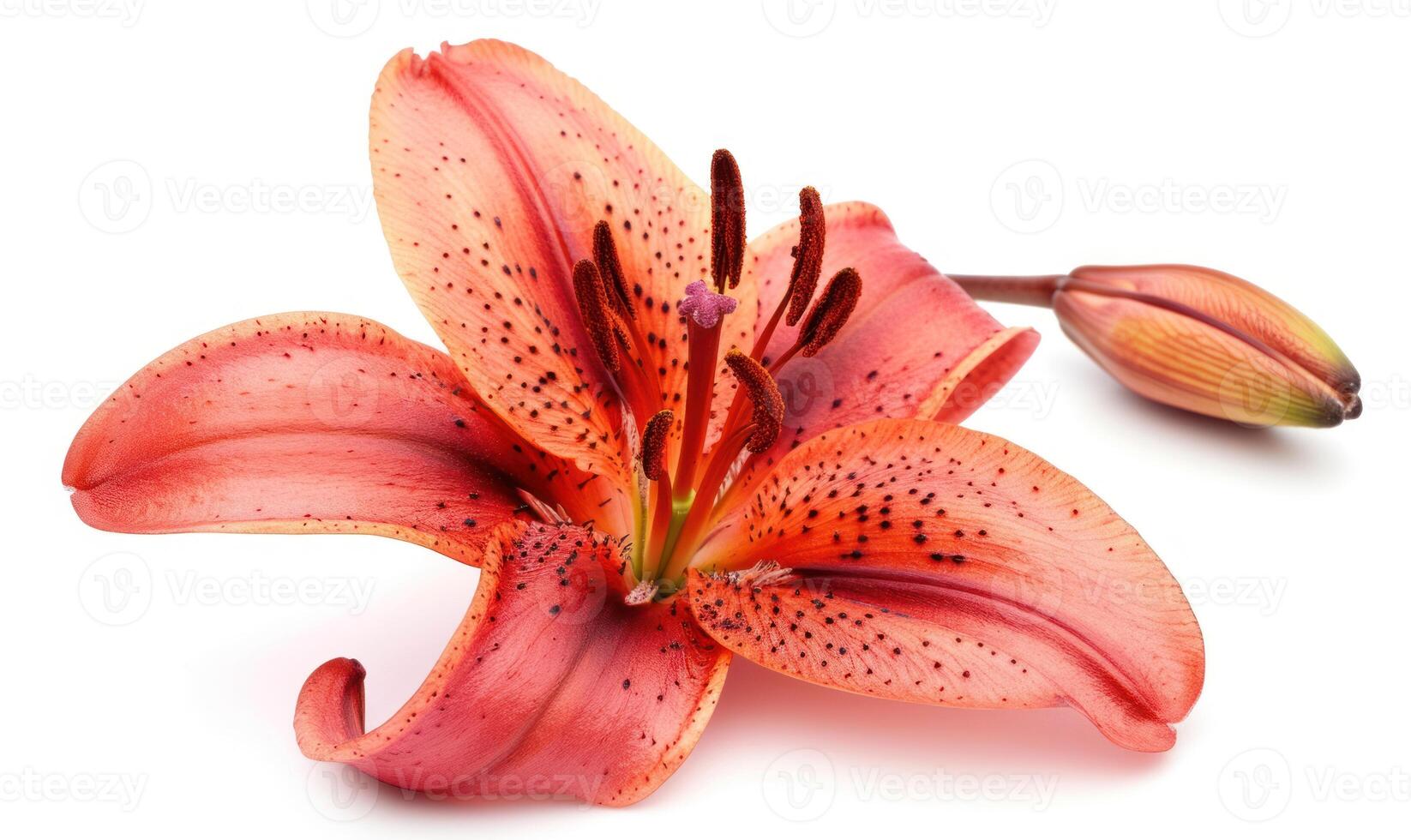 AI generated Pink lily flower on white background. Flat lay, top view. photo