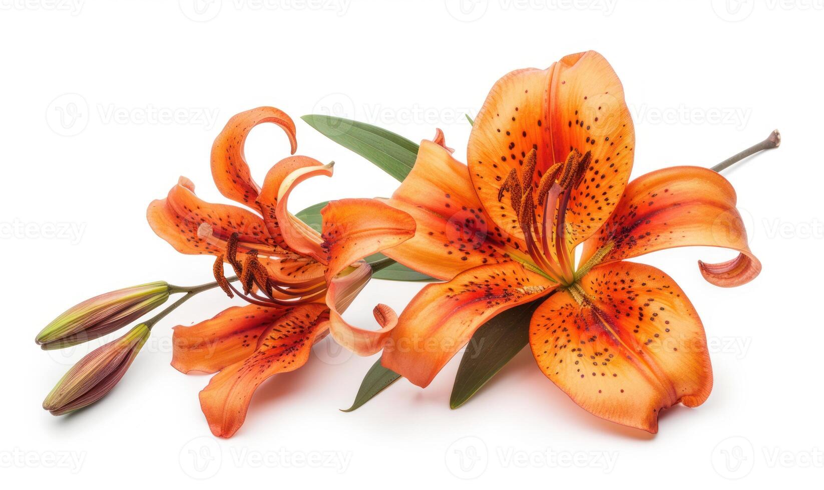 AI generated Orange lily flowers isolated on white background. Flat lay, top view. photo