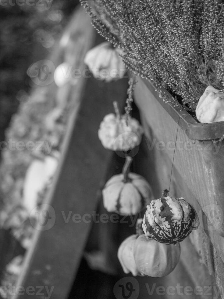 calabazas en alemania foto