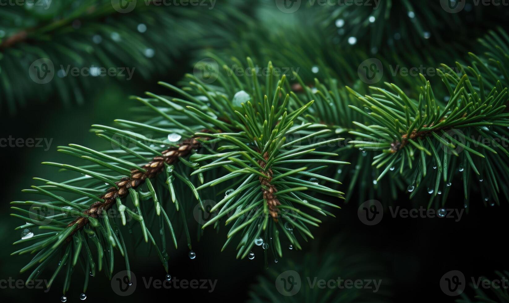 ai generado verde abeto ramas con Rocío gotas de cerca. natural antecedentes foto