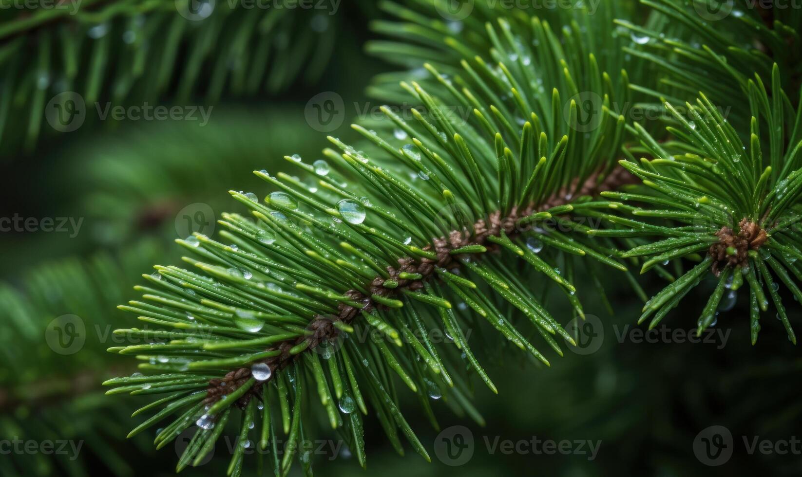 AI generated Green spruce branches with dew drops close-up. Natural background photo