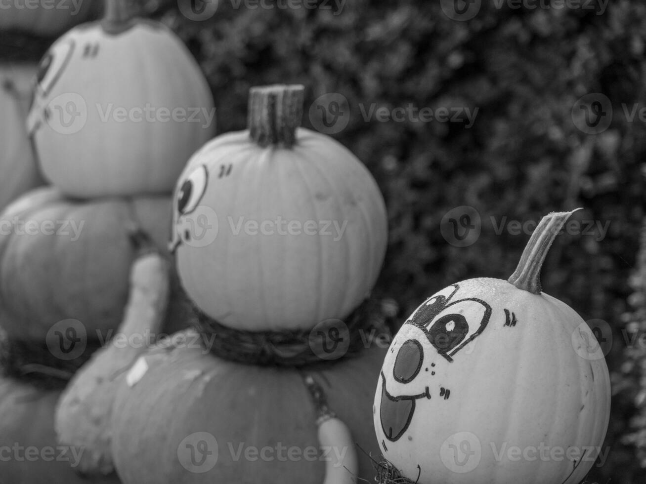 PUMPKINS IN WESTPHALIA photo