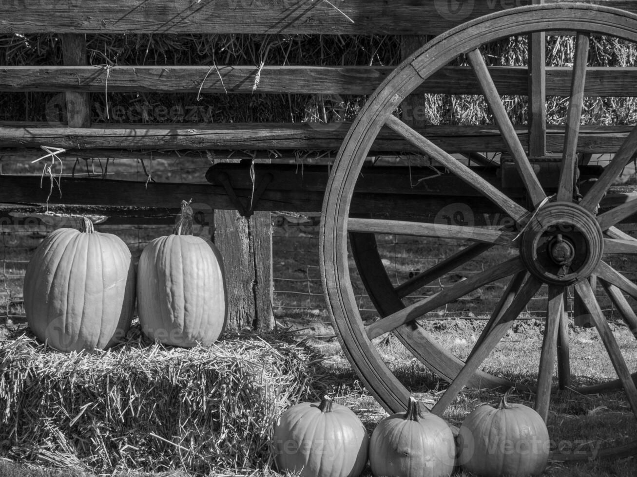 PUMPKINS IN WESTPHALIA photo