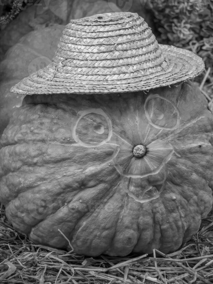 calabazas en westfalia foto