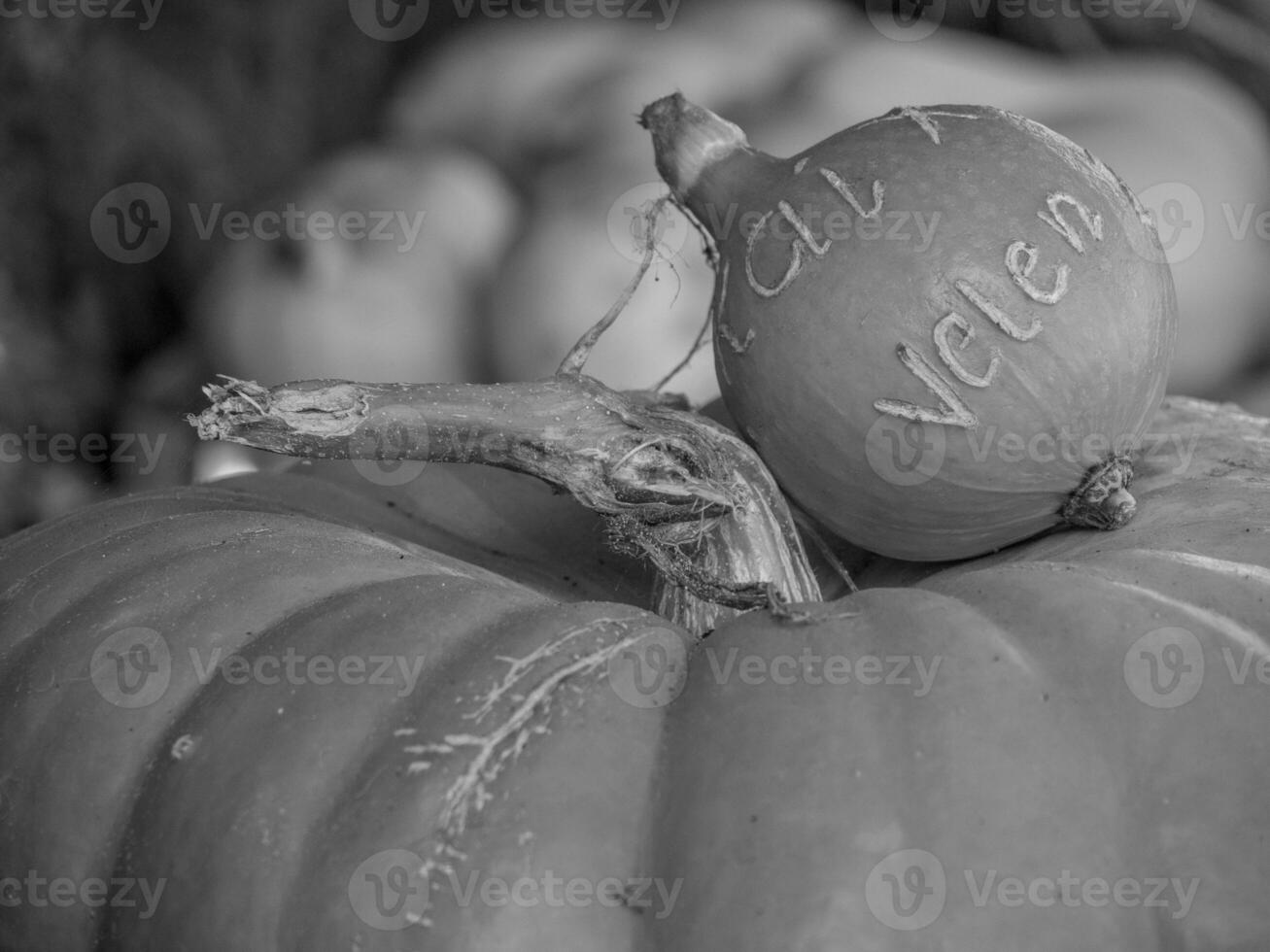 PUMPKINS IN WESTPHALIA photo