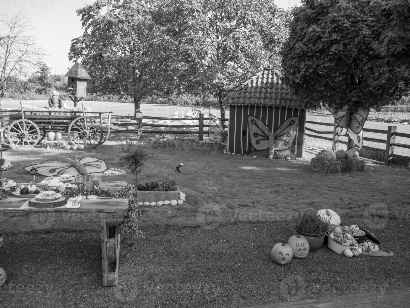 PUMPKINS IN WESTPHALIA photo