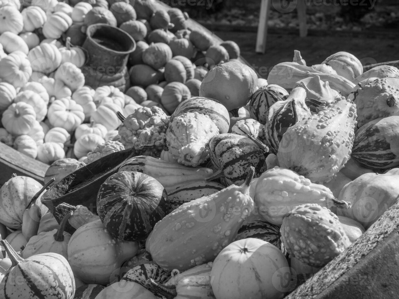 calabazas en westfalia foto