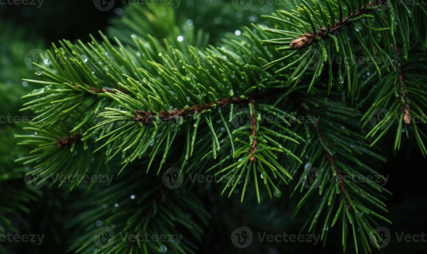 AI generated Pine branches with dew drops close-up. Nature background photo