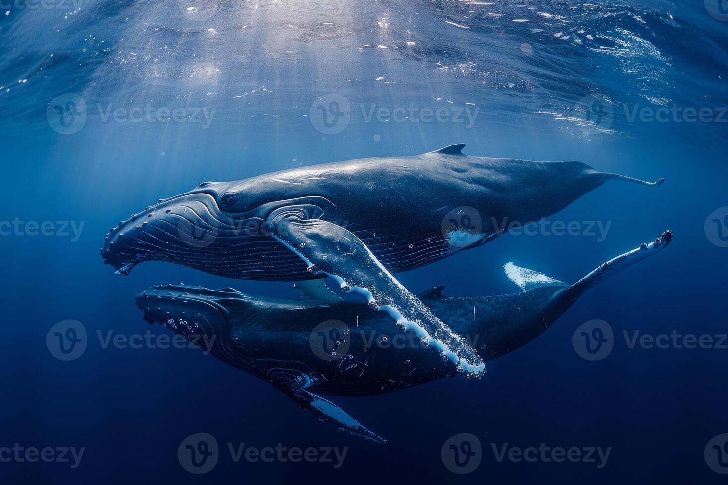 ai generado dos jorobado ballenas navegar el Oceano lo más hondo en un hermosa sincronizado nadar foto