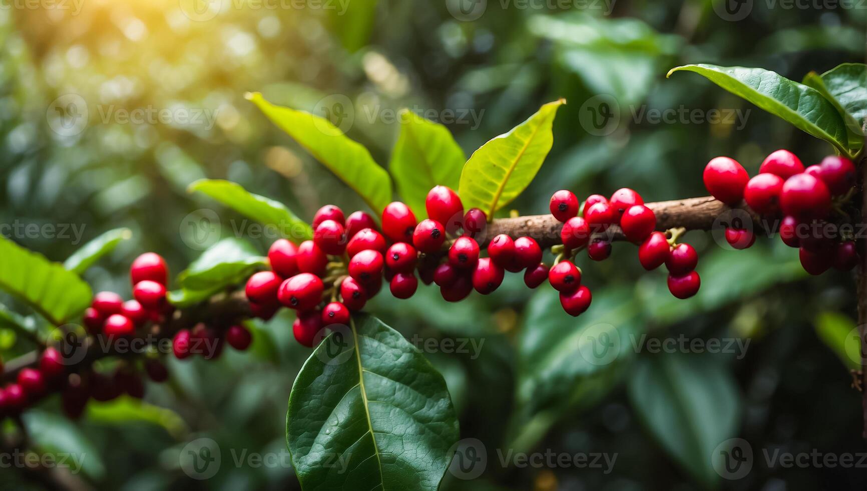 AI generated Coffee ripening on a plantation photo