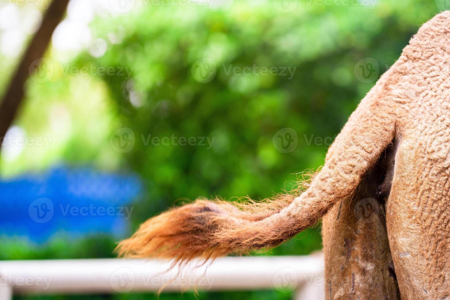 Elephant's Butt, Mammalian Tails and Buttocks, Large Animals, Copy space for text. photo