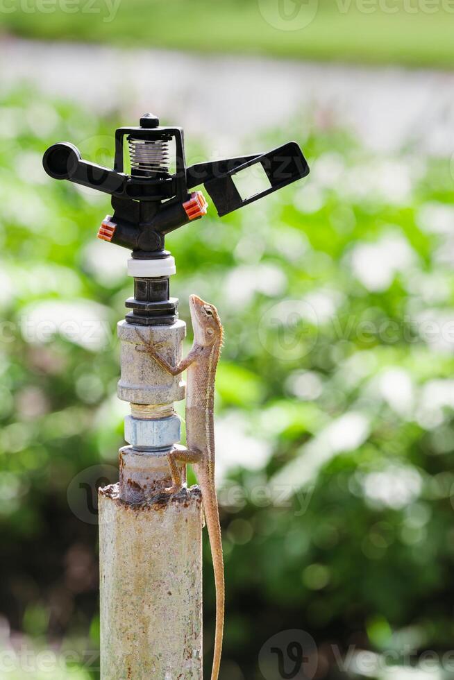 Lizard Gripping onto a Garden Sprinkler, A lithe lizard clings to the weathered textures of a garden sprinkler, blending into the rustic scene with its natural camouflage amidst the foliage. photo