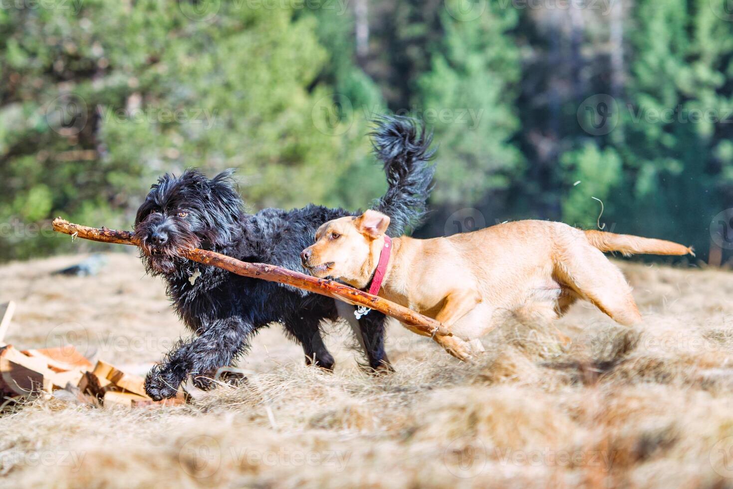 Two dogs play by running with a stick photo