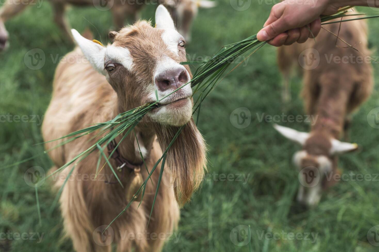Goat eats grass from hand photo