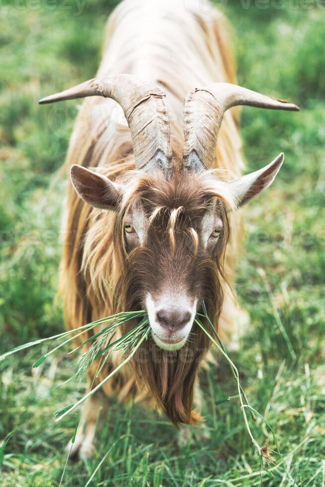 A goat with big horns eat grass photo