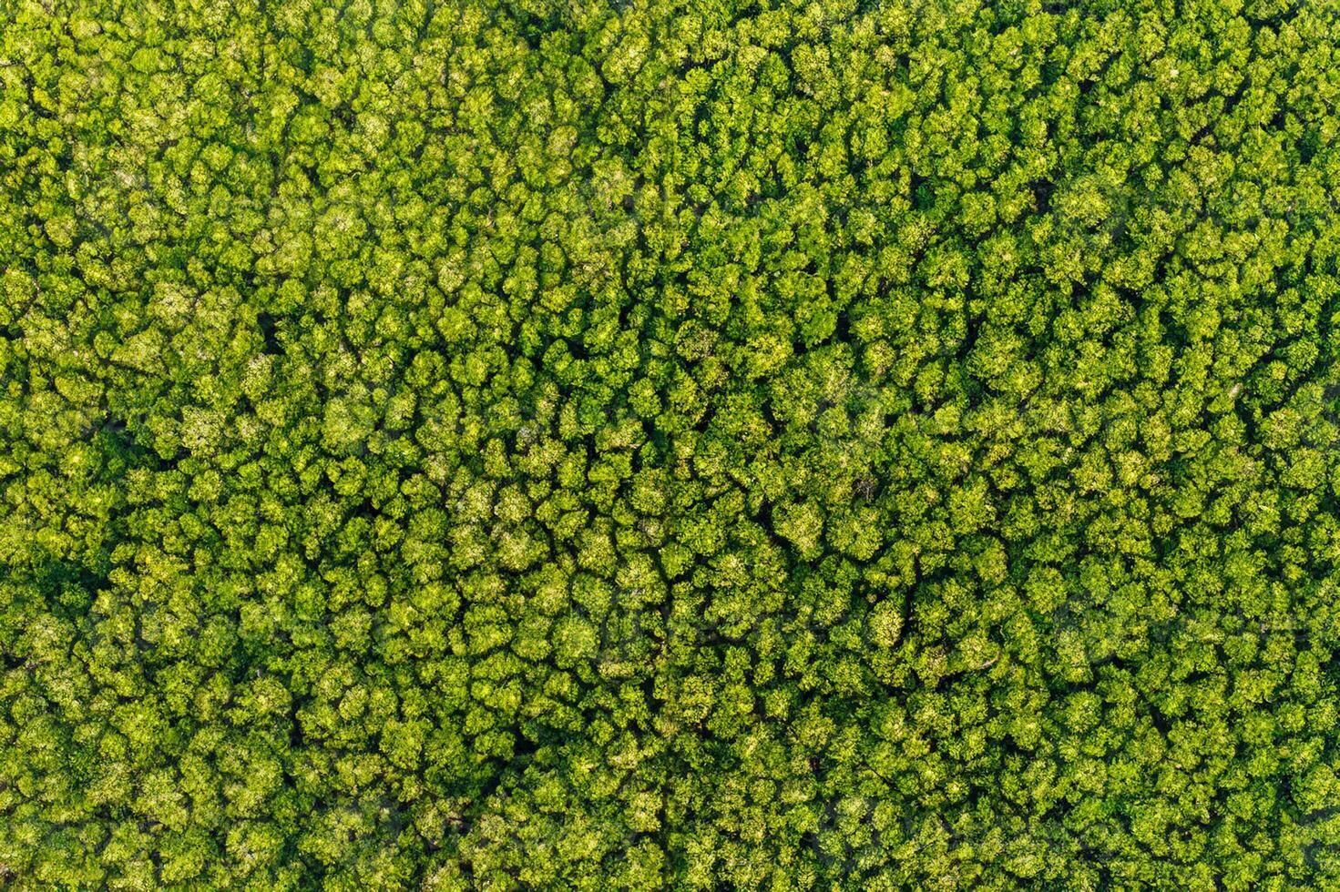 Aerial view Trees in the forest top view aerial rainforest ecosystem And healthy environment concept and background texture of forest view green trees from above text copy spac. photo