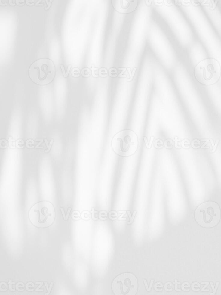 resumen sombra de palma hojas en blanco hormigón pared foto